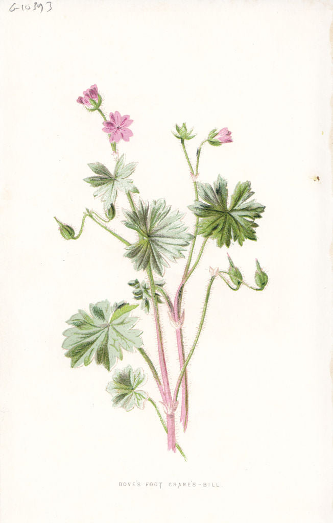 FLOWERS. Dove's Foot Crane's-Bill c1895 old antique vintage print picture
